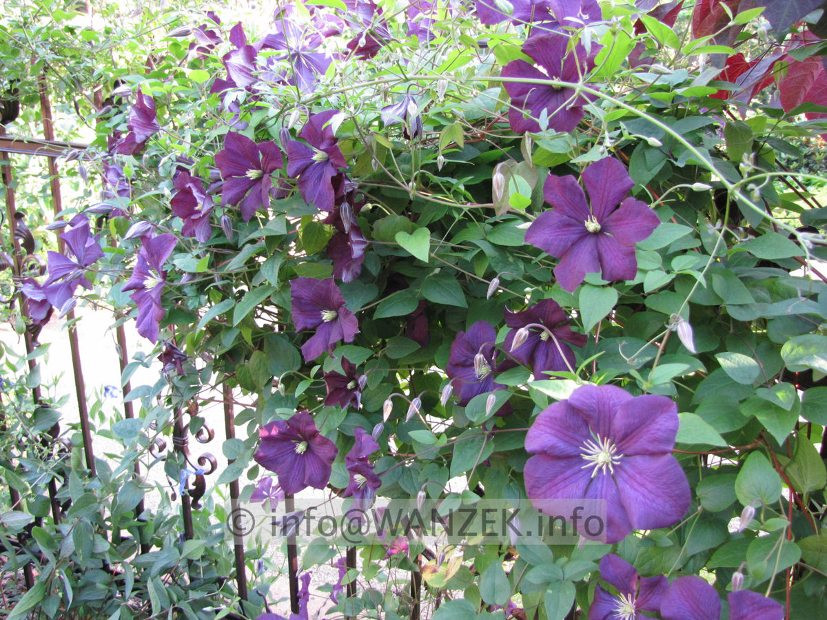 Clematis viticella Blue Bell 01.JPG